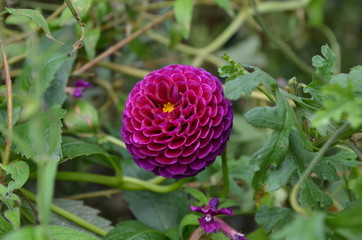 purple flower