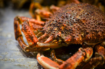 fresh seafood within the fish market in Spain - octopus, shells, shrimps, fish, oysters, lobster 