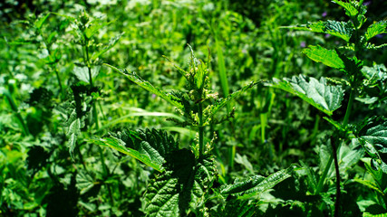 green leaves of a tree