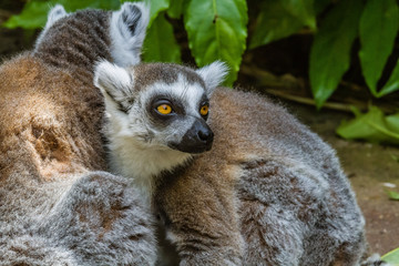 Zoo de la Flèche -  Lémur catta