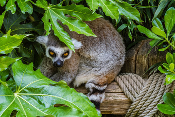 Zoo de la Flèche -  Lémur catta