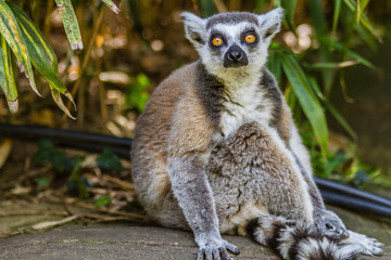 Zoo de la Flèche -  Lémur catta