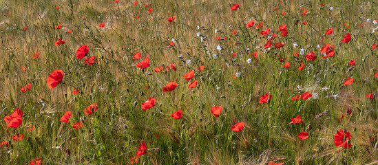 Wheat field with poppies