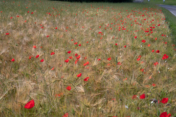 Fototapeta premium Wheat field with poppies