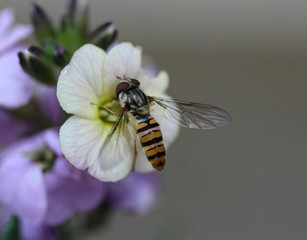 marmalade hoverfly or Episyrphus balteatus sitting on flower in the garden