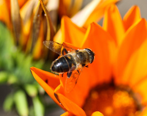 Eristalis tenax or drone fly, a European hoverfly, sitting on flower