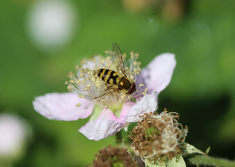 Syrphus ribesii, a very common European species of hoverfly, sitting on a flower