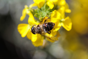 Eristalis tenax or drone fly, a European hoverfly, sitting on flower