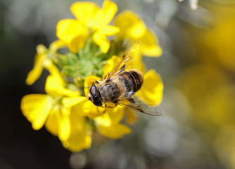 Eristalis tenax or drone fly, a European hoverfly, sitting on flower
