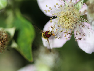 Syrphus ribesii, a very common European species of hoverfly, sitting on a flower