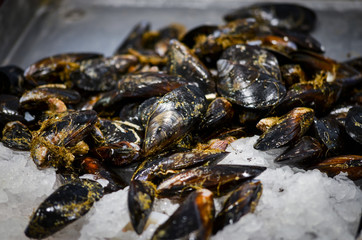 fresh seafood within the fish market in Spain - octopus, shells, shrimps, fish, oysters, lobster 