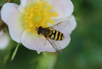 Syrphus ribesii, a very common European species of hoverfly, sitting on a flower