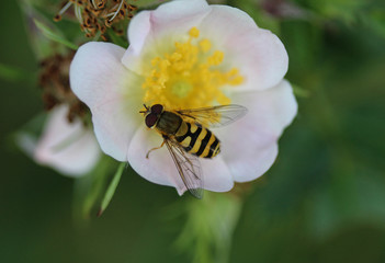 Syrphus ribesii, a very common European species of hoverfly, sitting on a flower