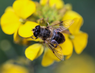 Eristalis tenax or drone fly, a European hoverfly, sitting on flower