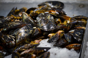 fresh seafood within the fish market in Spain - octopus, shells, shrimps, fish, oysters, lobster 