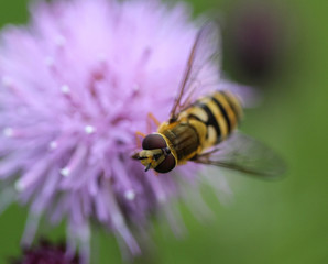 Syrphus ribesii, a very common European species of hoverfly, sitting on a flower