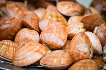 fresh seafood within the fish market in Spain - octopus, shells, shrimps, fish, oysters, lobster 