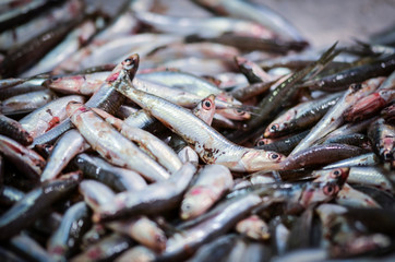 fresh seafood within the fish market in Spain - octopus, shells, shrimps, fish, oysters, lobster 