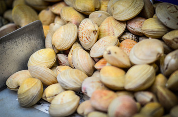 fresh seafood within the fish market in Spain - octopus, shells, shrimps, fish, oysters, lobster 