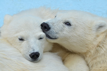 Fototapeta na wymiar polar bear on a background