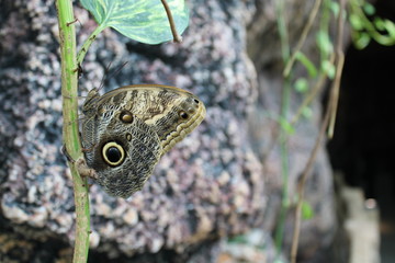 butterfly climbing on a leaf