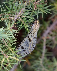 Palpares libelluloides is a species of antlion in the genus Palpares belonging to the Myrmeleonidae , Greece