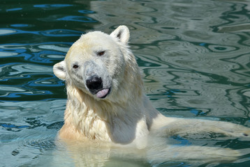 polar bear in the water