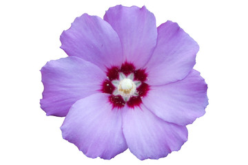 Syrian ketmia pale violet rose of Sharon 'Hamabo' flower isolated on white