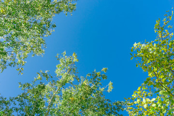 Green crown trees view from below into the sky. Green crown of trees against the sky. View of the sky through the trees from below
