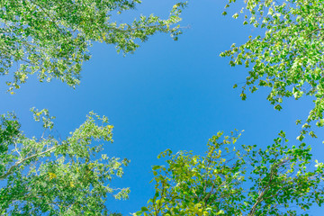 Green crown trees view from below into the sky. Green crown of trees against the sky. View of the...