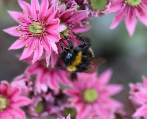 Closeup of Bombus terrestris, the buff tailed bumblebee or large earth bumblebee, collecting nectar from flower