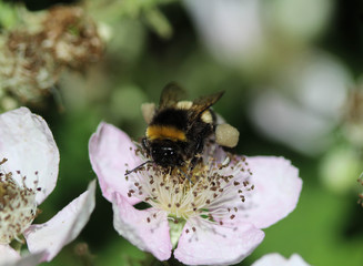 Closeup of Bombus terrestris, the buff tailed bumblebee or large earth bumblebee, collecting nectar from flower