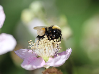 Closeup of Bombus terrestris, the buff tailed bumblebee or large earth bumblebee, collecting nectar from flower