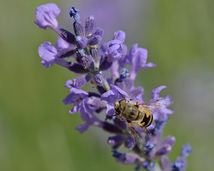 Eristalis is a large genus of hoverflies, family Syrphidae, Greece