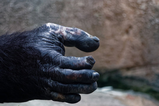 zoom of chimpanzee's hand
