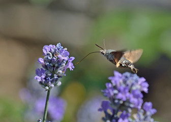 The hummingbird hawk-moth (Macroglossum stellatarum), Greece