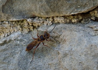 Sceliphron curvatum is an insect in the genus Sceliphron of the wasp family Sphecidae, Greece