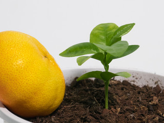 Satsuma orange and a young citrus tree seedling grown from seed