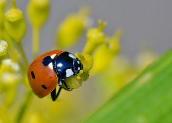 Coccinella septempunctata, the seven-spot ladybird or, in North America, seven-spotted ladybug or ´C-7´, Greece