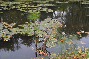 pond in park