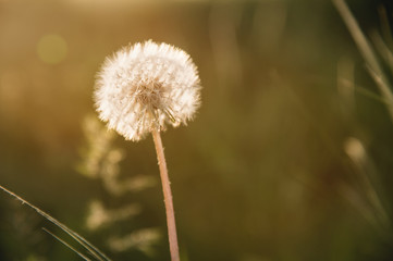 Fototapeta premium Transparent dandelion seed head at sunset in green grass close-up with highlights from the sun