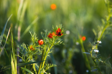 Flower head of a small field poppy at sunset in green grass close-up with sun glare