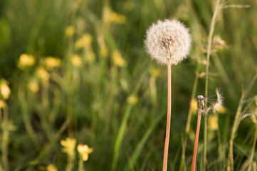 Two dandelions next to one whole and beautiful second flown around and naked. Concept of comparing health and disease. Old age and youth