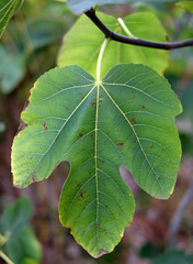 Fig tree leaf isolated with blurred natural background.