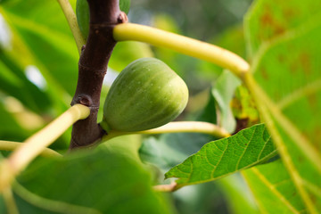 Green fig fruit on a fig tree branch, summer in Mediterranean garden.