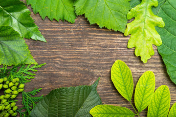 Rustic summer background with green leafs on a wooden background.