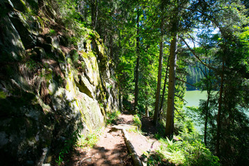 Fototapeta na wymiar Waldweg in den Vogesen am Lac Vert