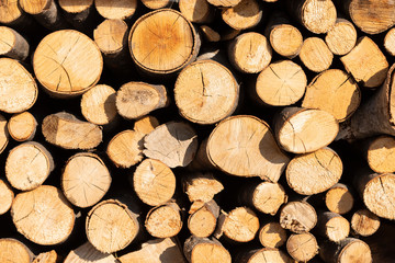 Pile of tree stumps, woods structure