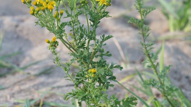 Das giftige Jakobs-Greiskraut, auch Jakobs-Kreuzkraut, Jacobaea vulgaris