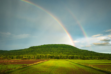 Obraz premium Rainbow Over the Rice Farm